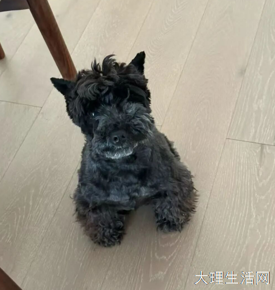 紧急寻狗启事
