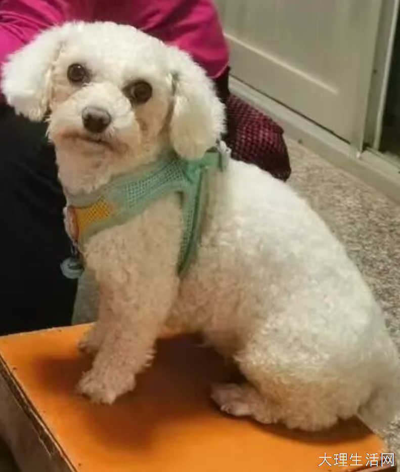 寻狗启事