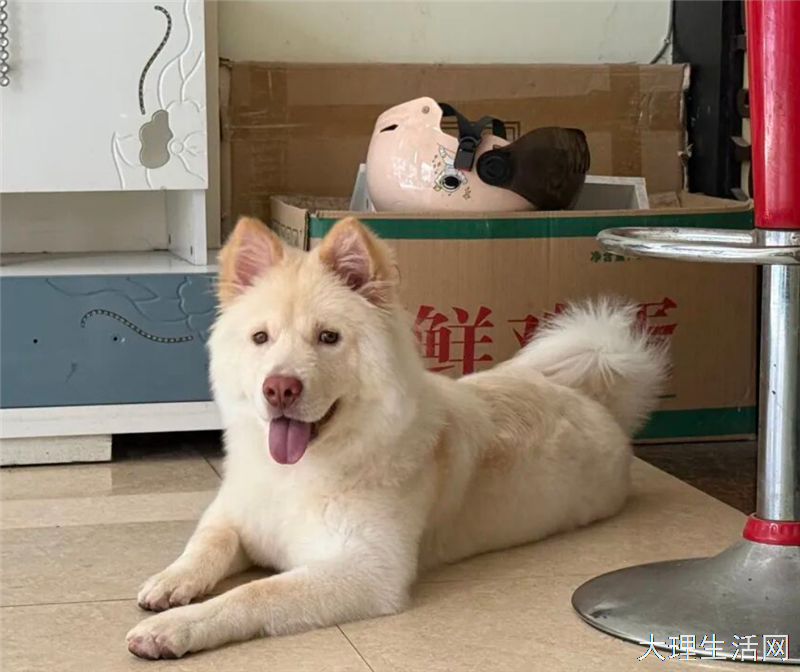 寻狗启事